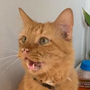 Meet your Posher, Meg